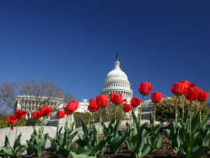 Capitol building, senate tax changes